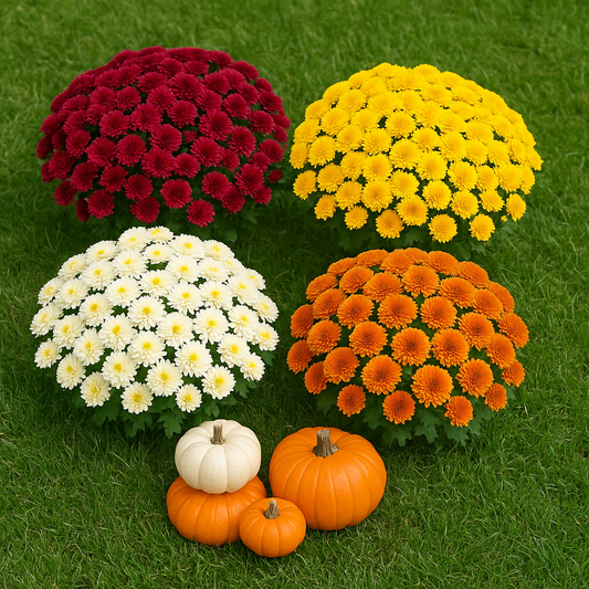 Add-On Large Mums